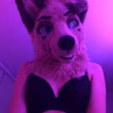 angel_pups