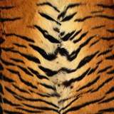 hercles